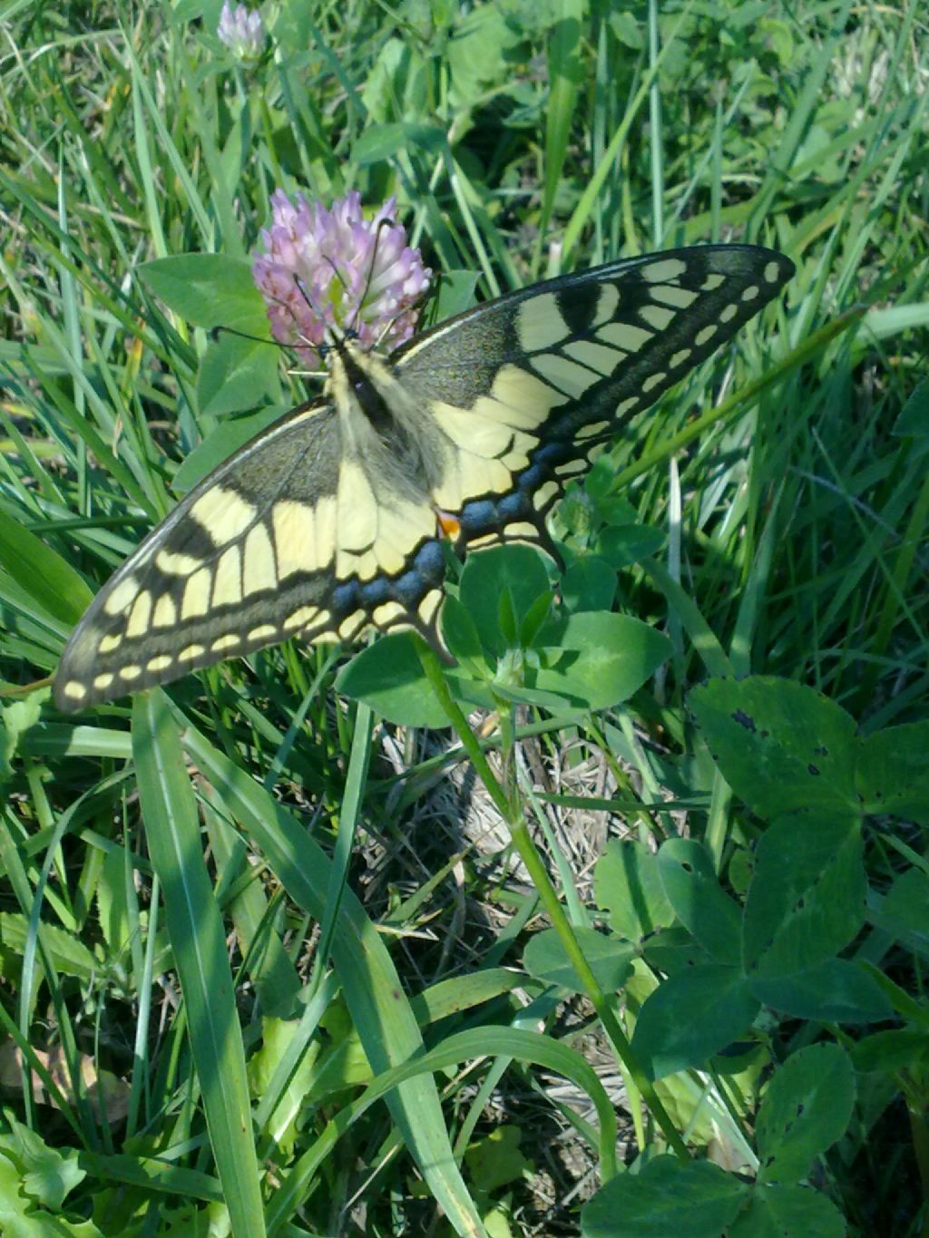 Papilio machaon in cava